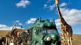 アフリカンサファリ